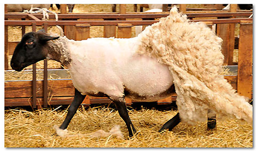 標茶町育成牧場の四季 羊の毛刈り